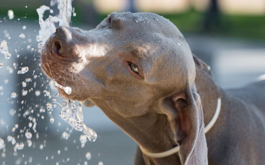Hot weather tips for pets