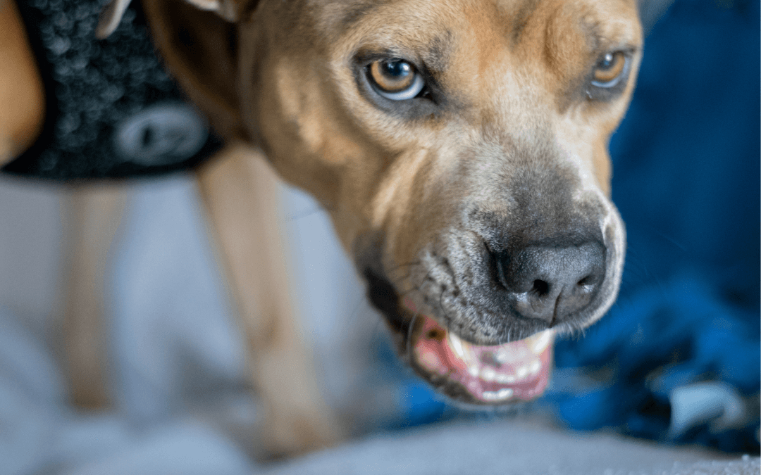 Understanding possessive behaviour