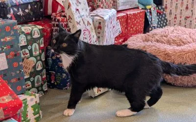 Shoebox Appeal