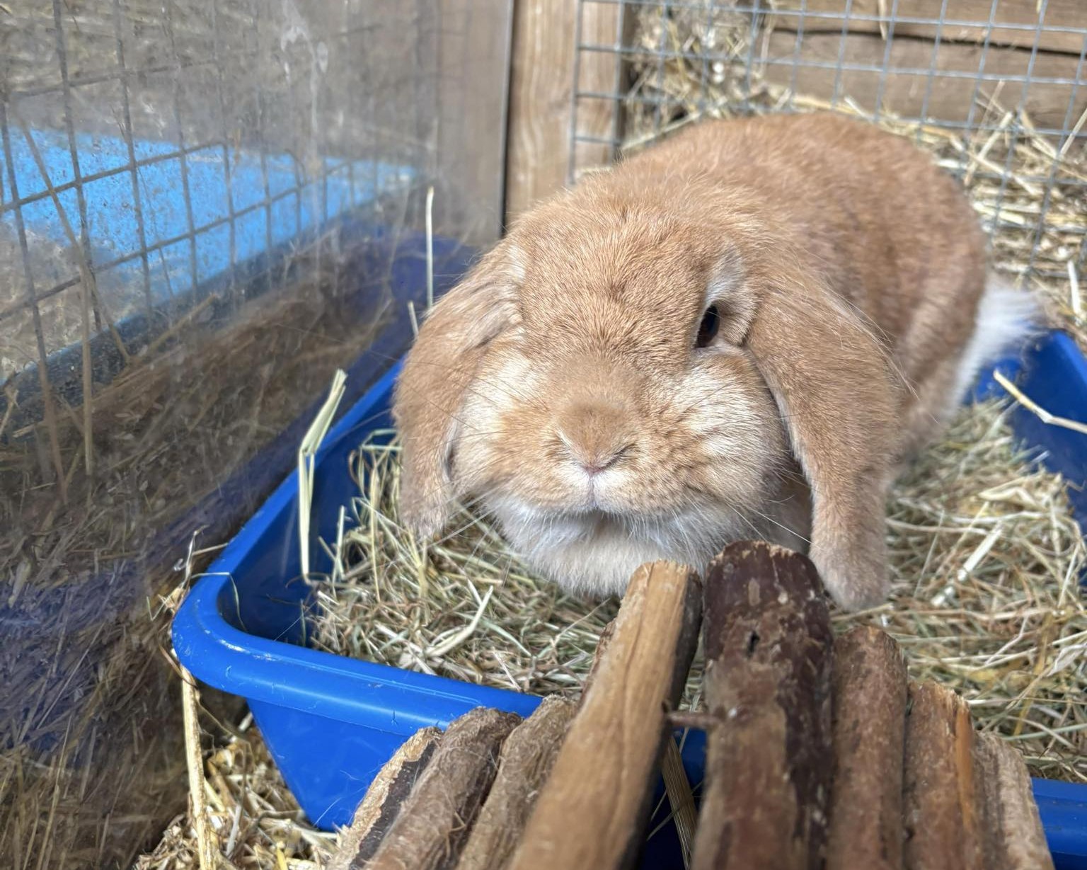 Barbie the rabbit