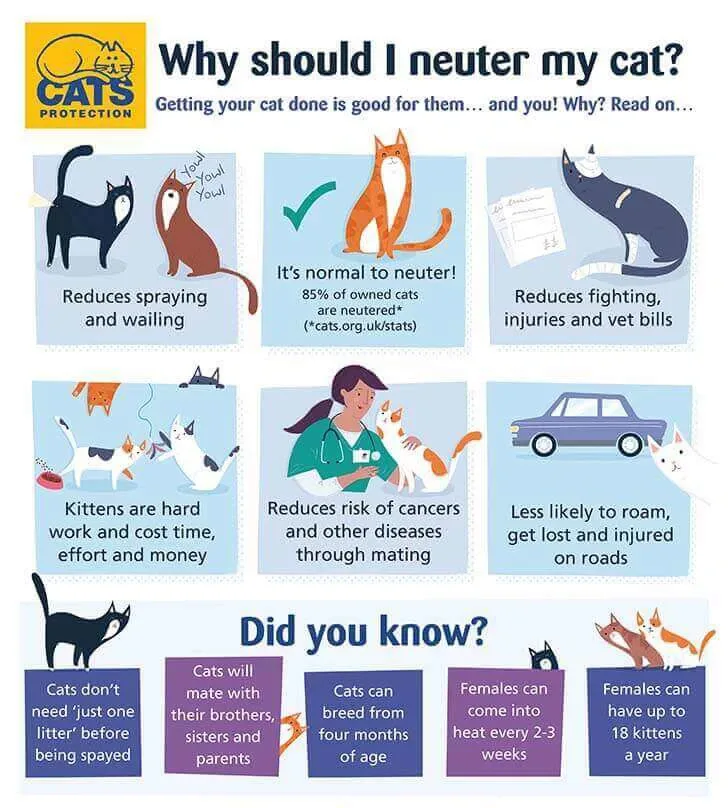 What is a Neutered Female Cat Called: Essential Facts Revealed