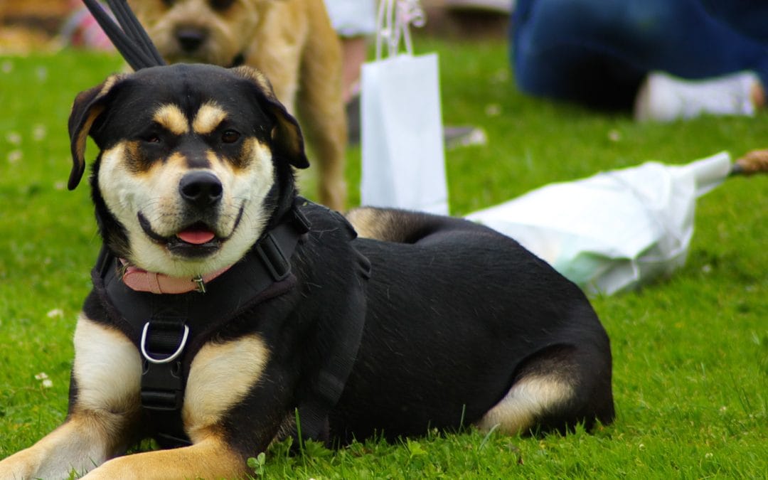 Charlton Kings Summer Fayre