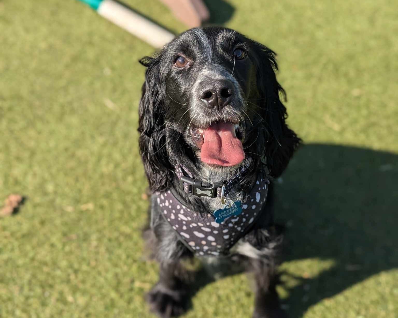Archie the spaniel