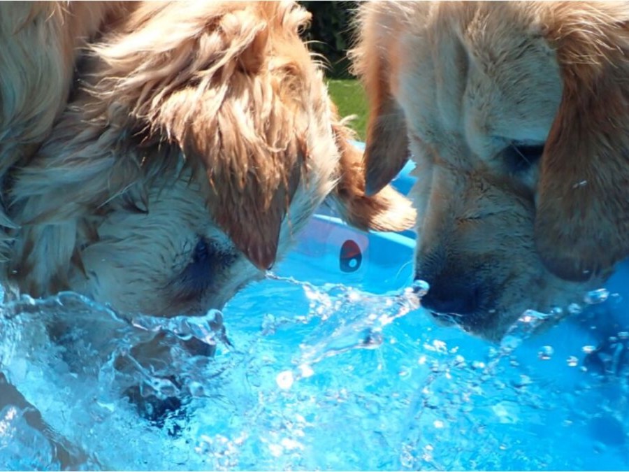 Keeping pets cool in hot weather