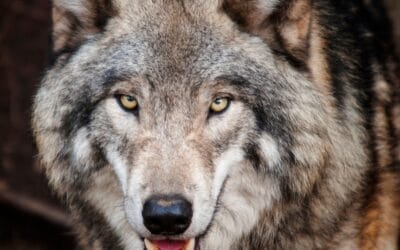 Canine predatory motor patterns
