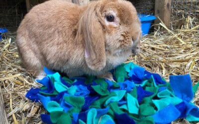 Rabbit Awareness Week
