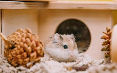 Why hamsters make great pets