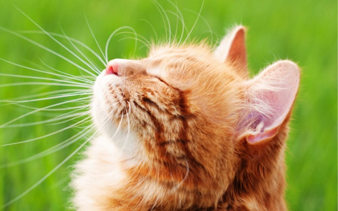 Keeping cats cool