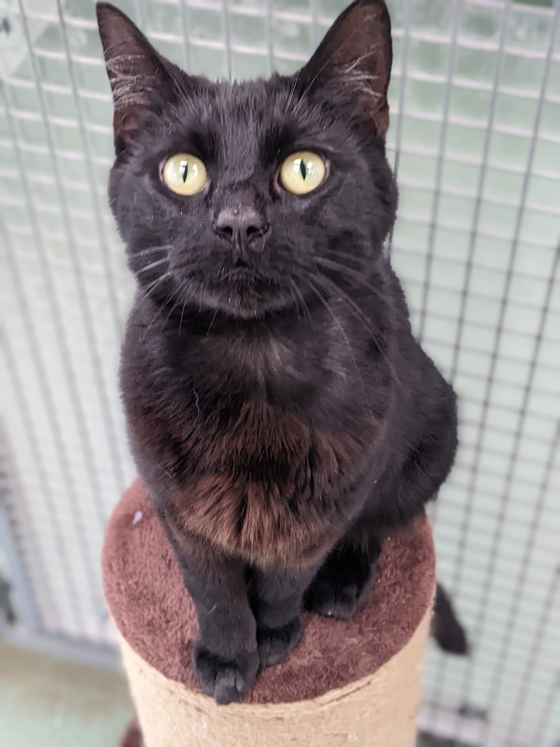 Black Cat