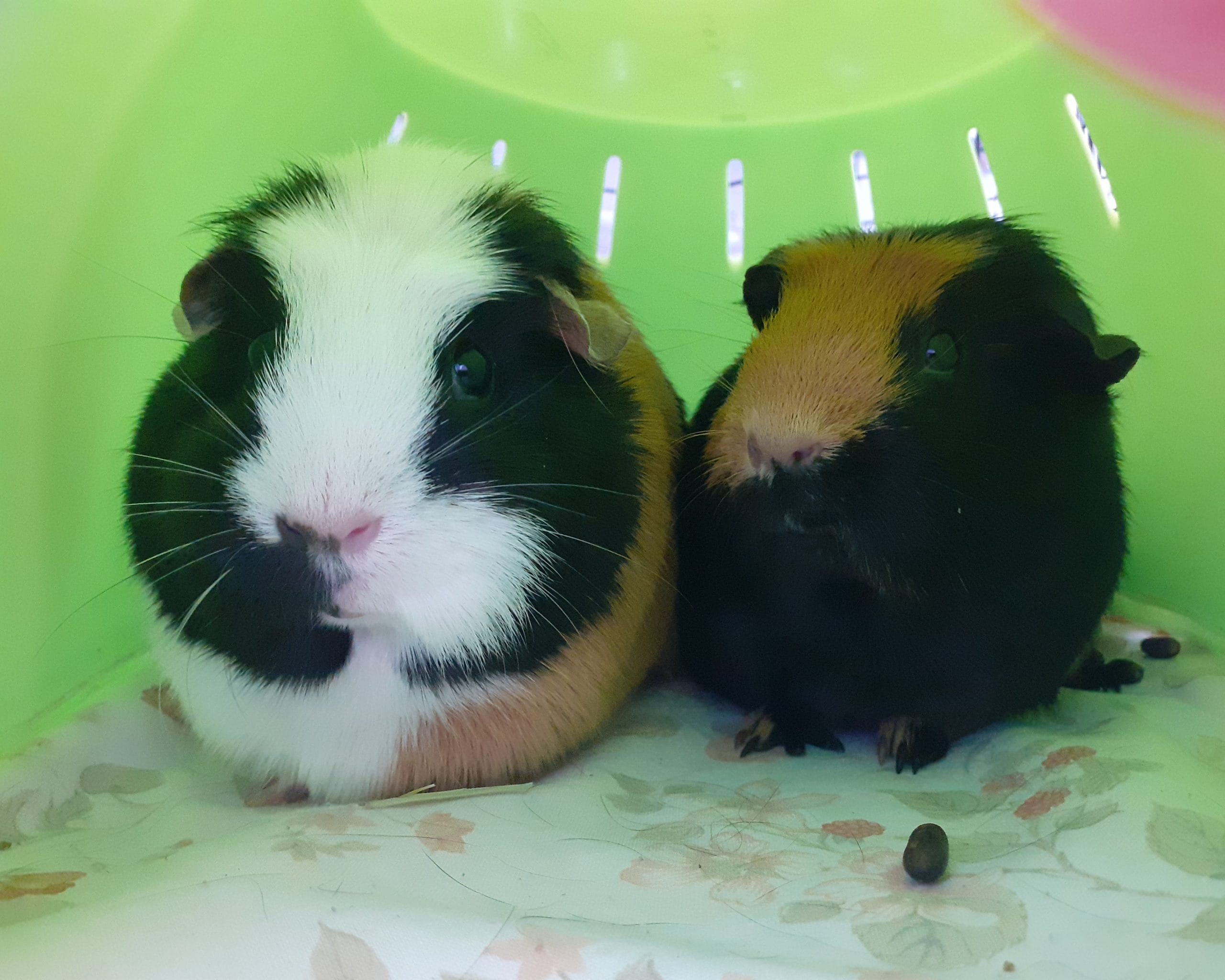 Cinnamon and Treacle