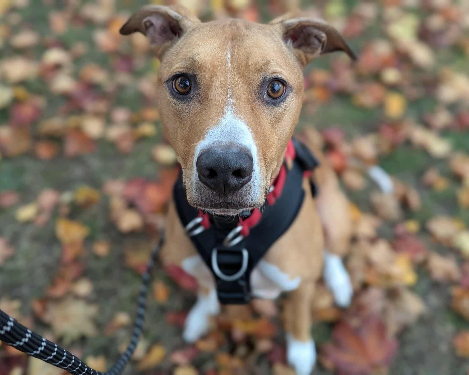 Dobby 2