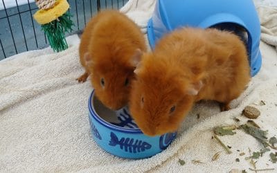 Guinea Pig Awareness Week