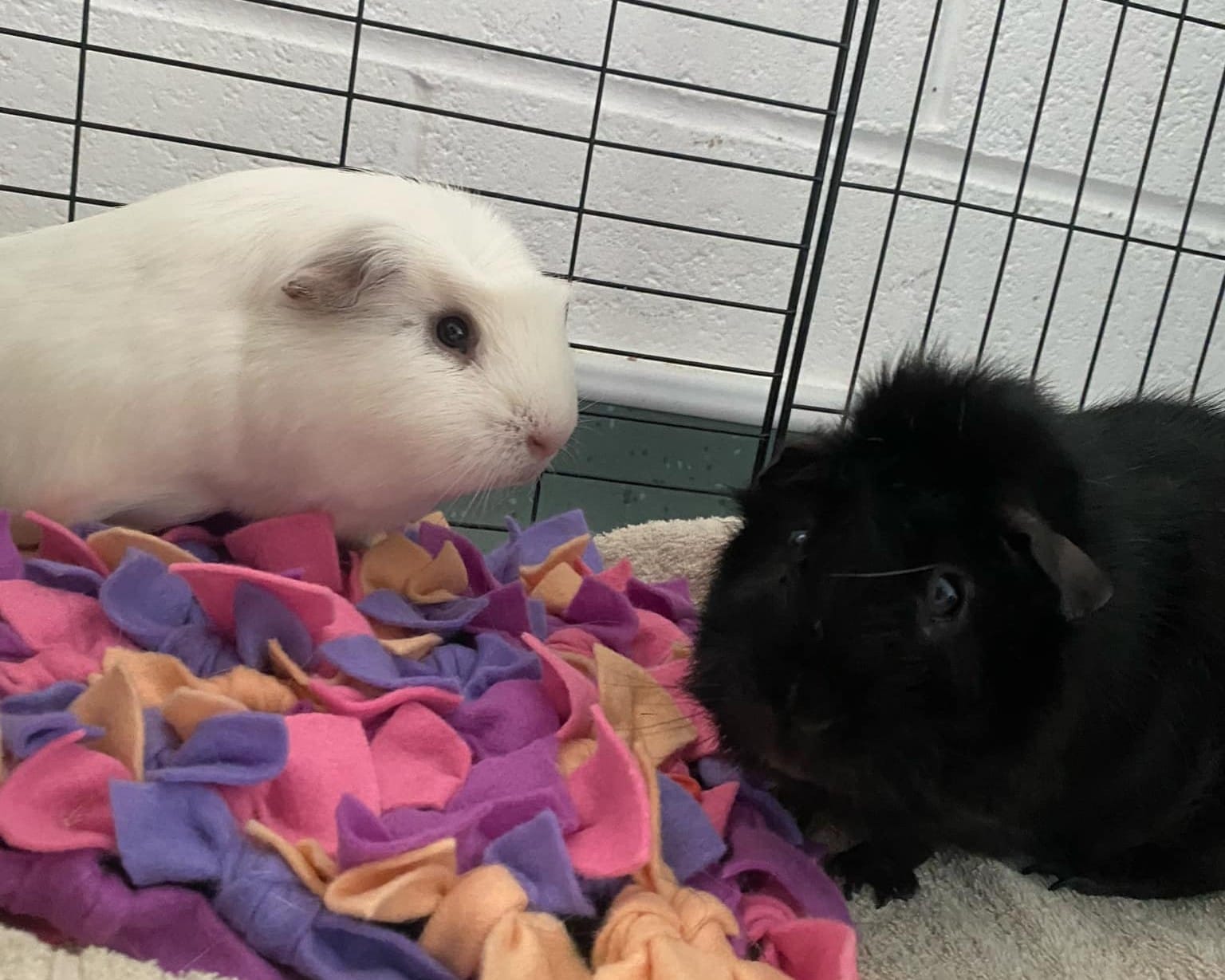 Salt and Pepper
