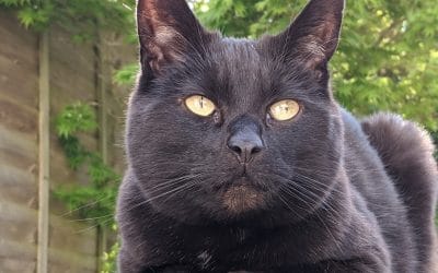 Breaking the spell – the truth behind black cats