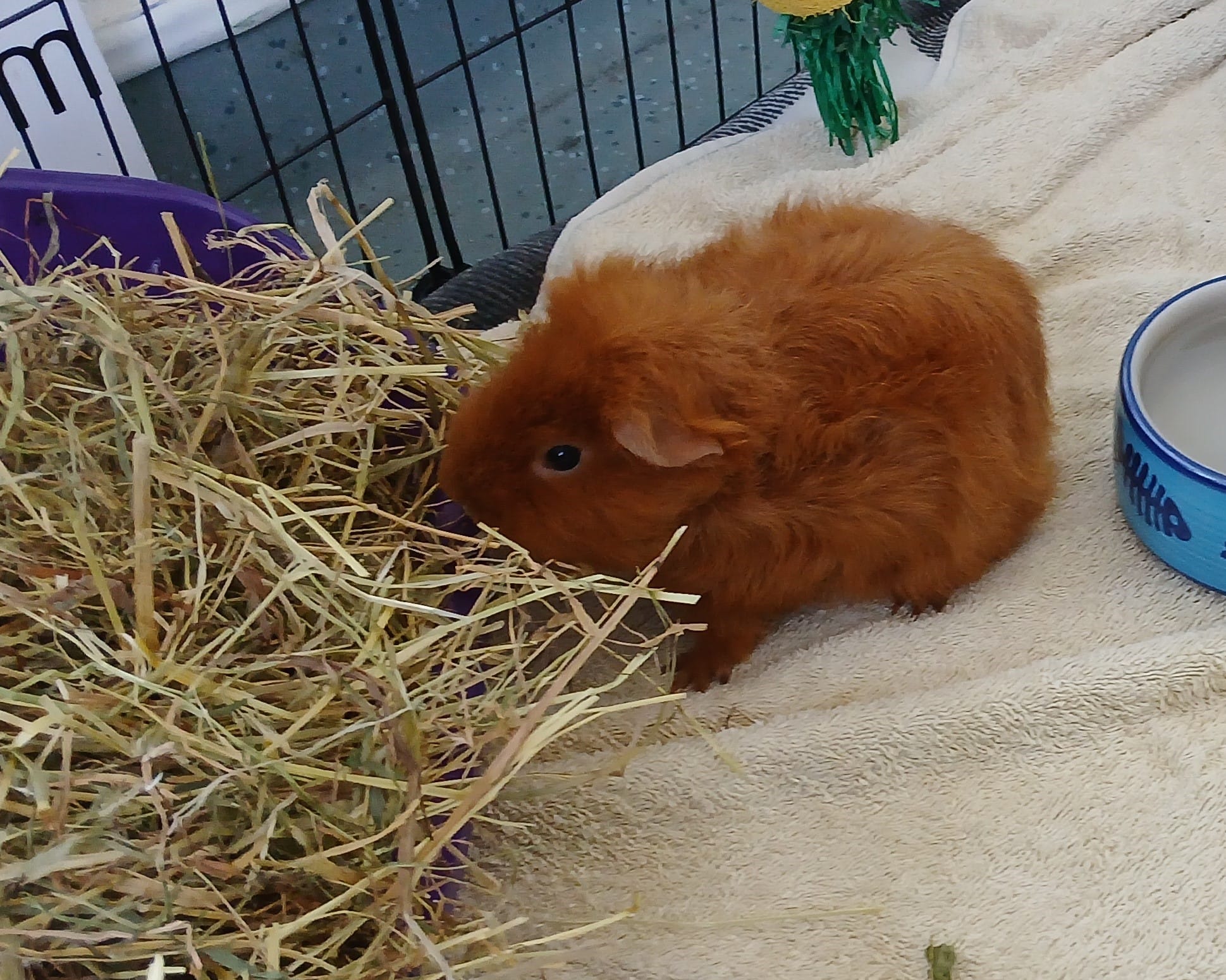 Wilson (3)