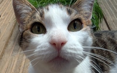 Purr-caution: The dangers of essential oils for cats