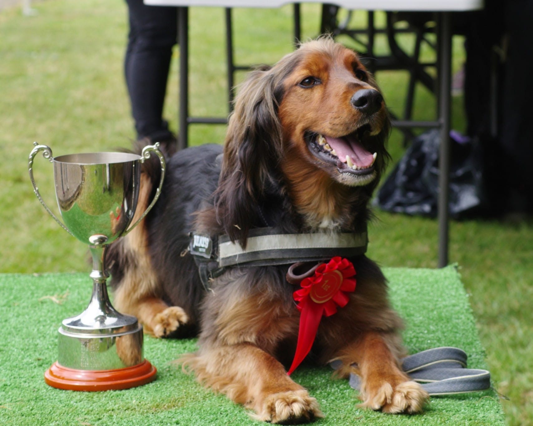 Summer open Day Fun dog show winner with trophy and rosette