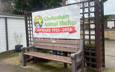 Past, Present and Future: 100 Years of Cheltenham Animal Shelter