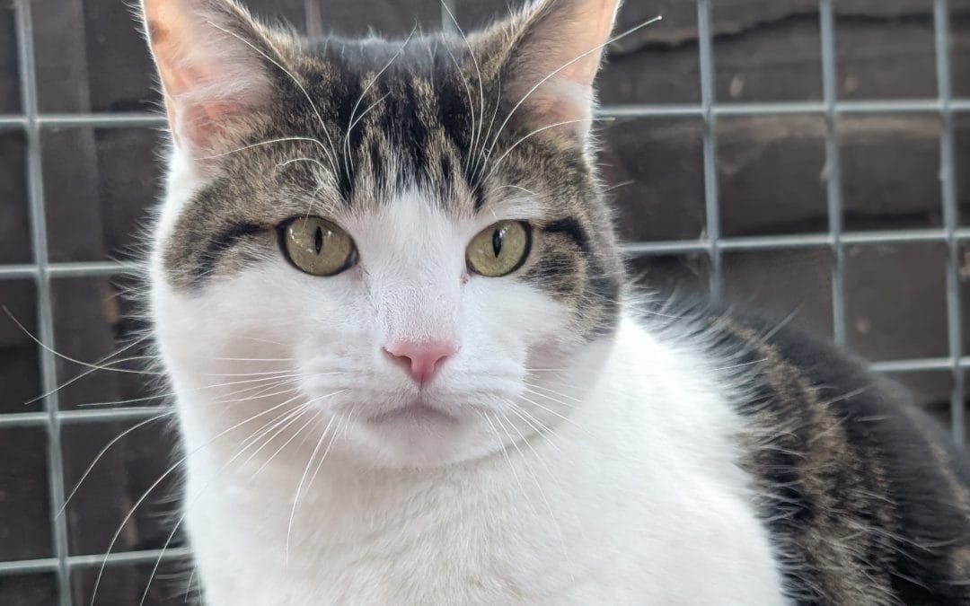 Top of the Pawps: what music do cats like?