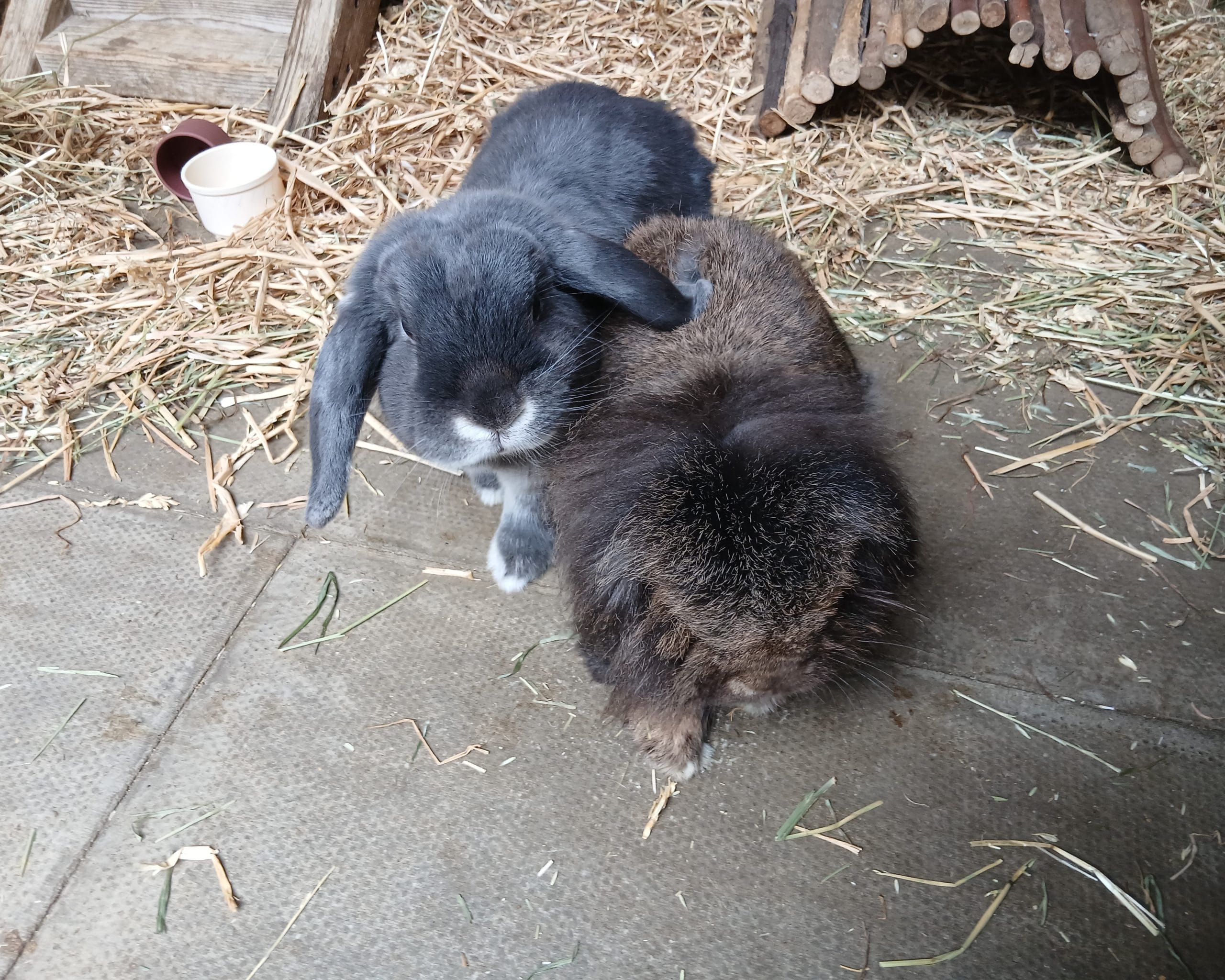 Frank & Flora — photo 2