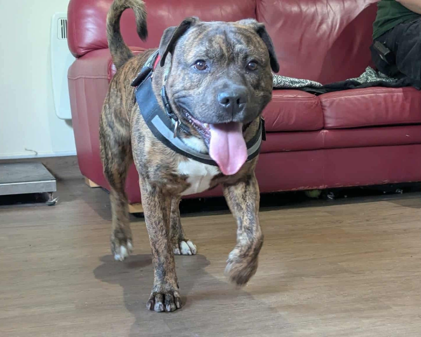 Dexter (7)