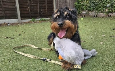 Mowgli