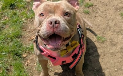 May 2026 Animal Days News
