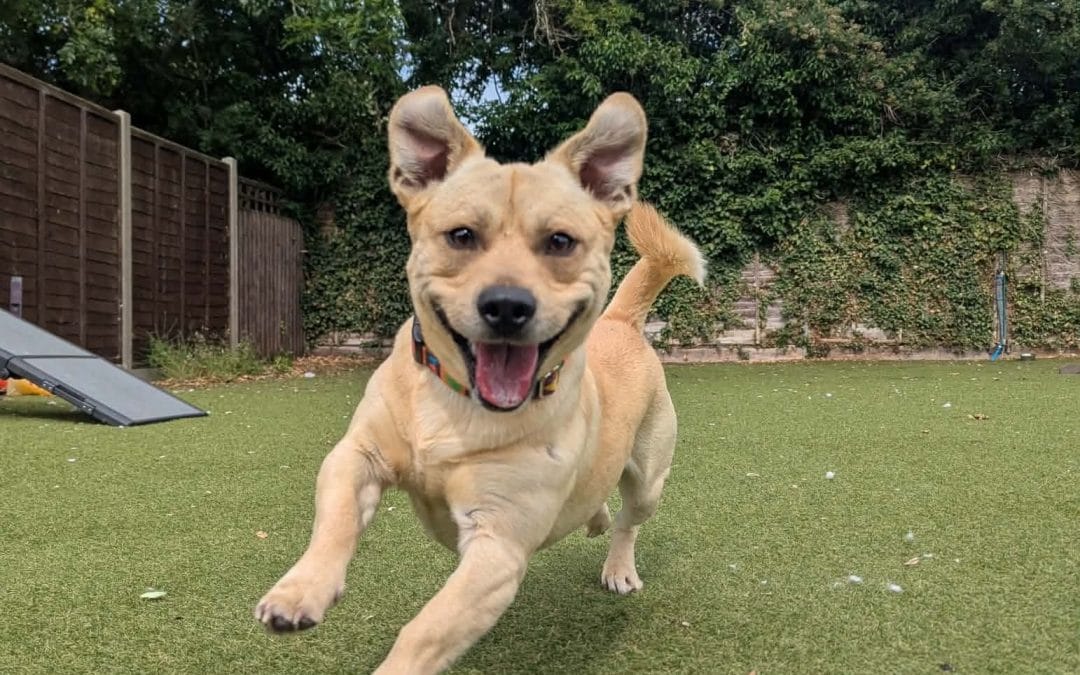 What does responsible dog ownership really mean?