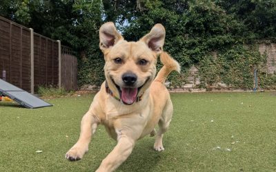 What does responsible dog ownership really mean?