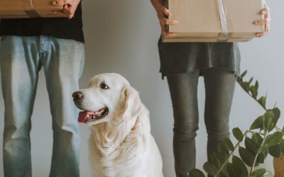 The Renters Rights Act