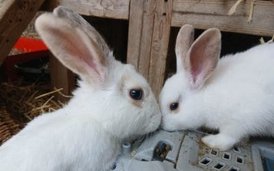 How rabbits see the world