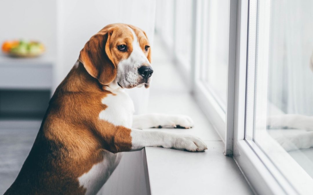 Could someone care for your pet in an emergency?