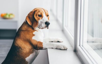 Could someone care for your pet in an emergency?