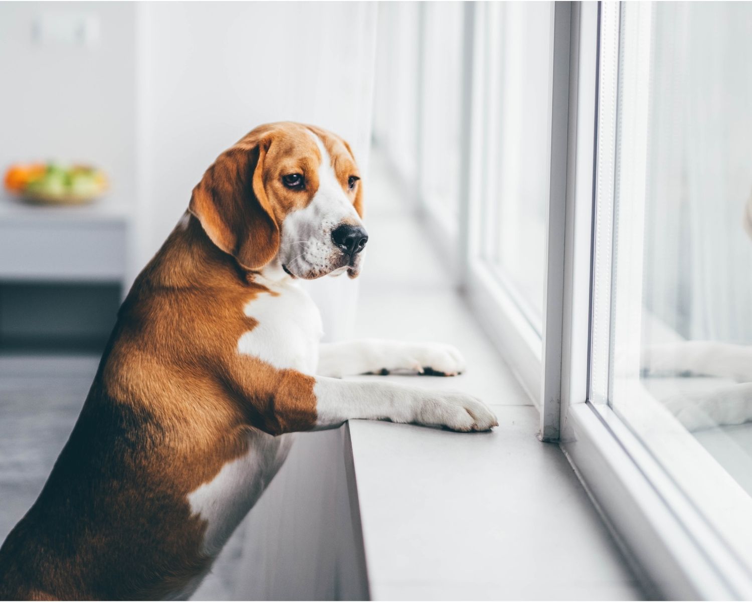 Dog at window