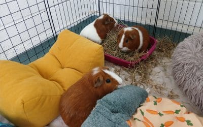 Guinea pig myth busters