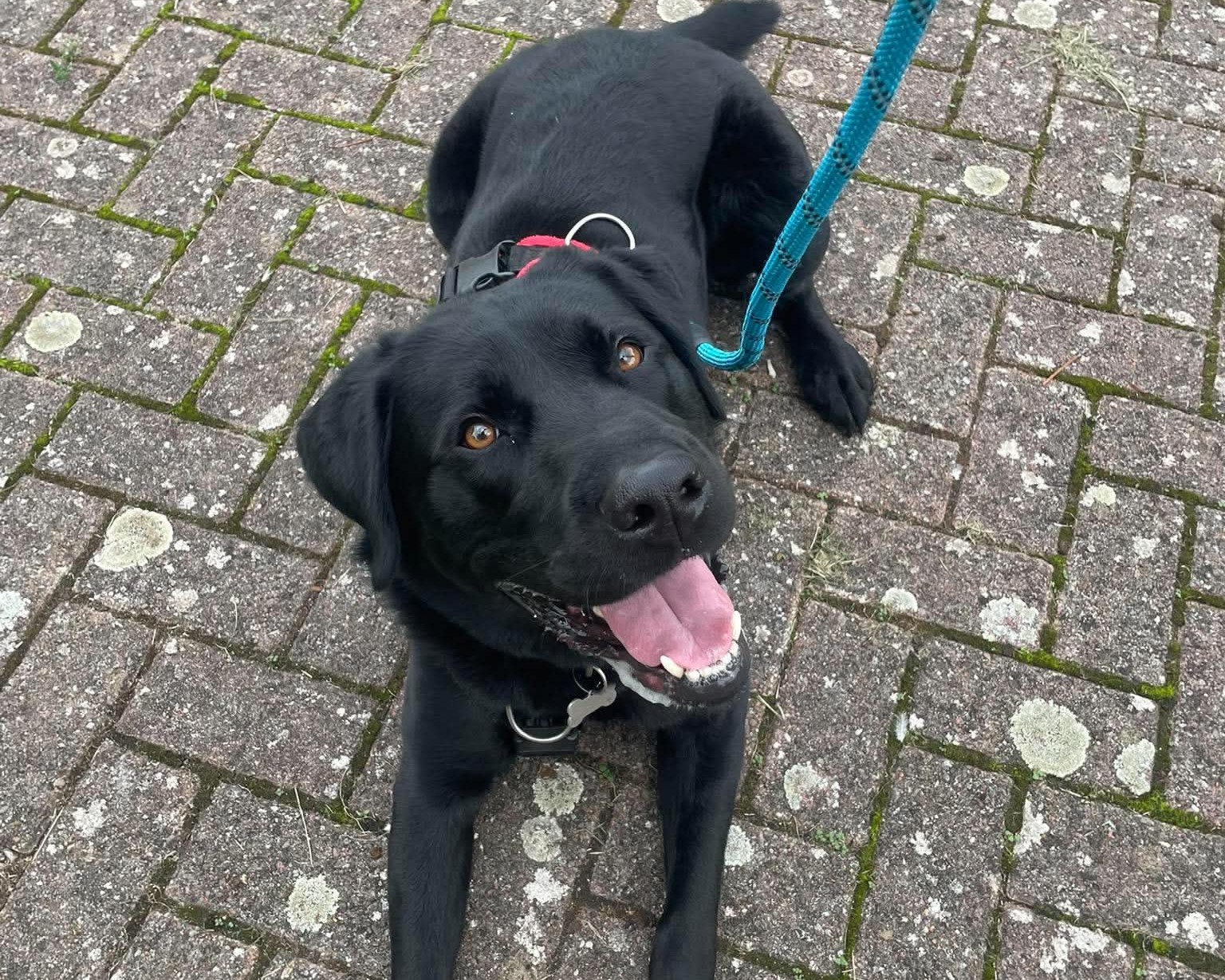 Arlo, a 4 years old male Labrador available for adoption from Cheltenham Animal Shelter in Gloucestershire