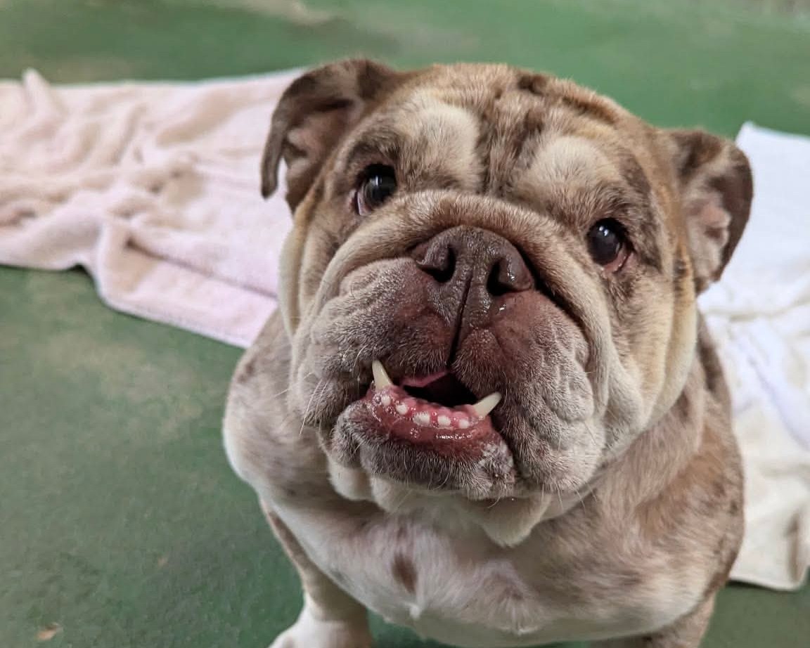 Lilo, a 5 years old female Bulldog available for adoption from Cheltenham Animal Shelter in Gloucestershire