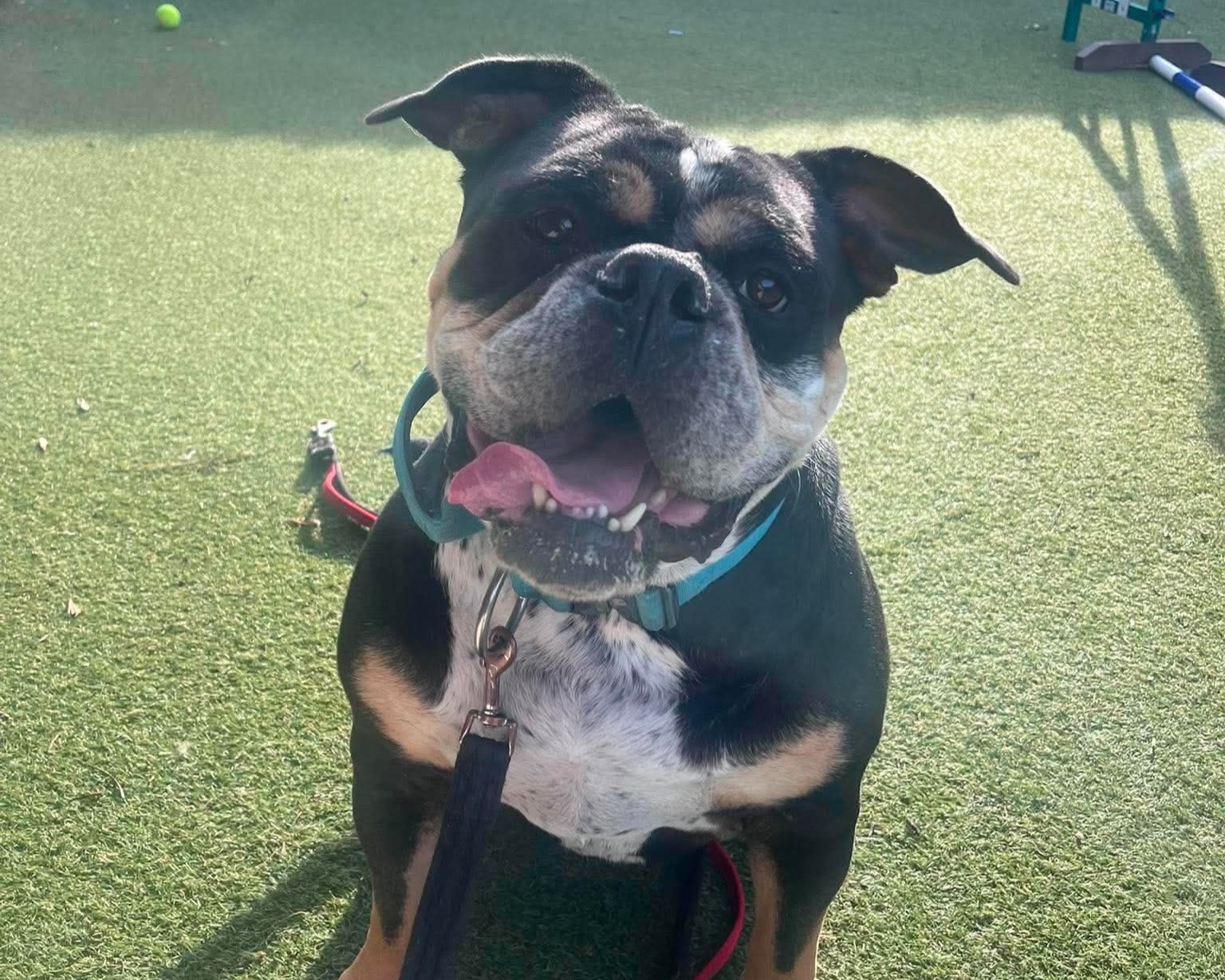 Bronson, a 6 years old male Bulldog available for adoption from Cheltenham Animal Shelter in Gloucestershire