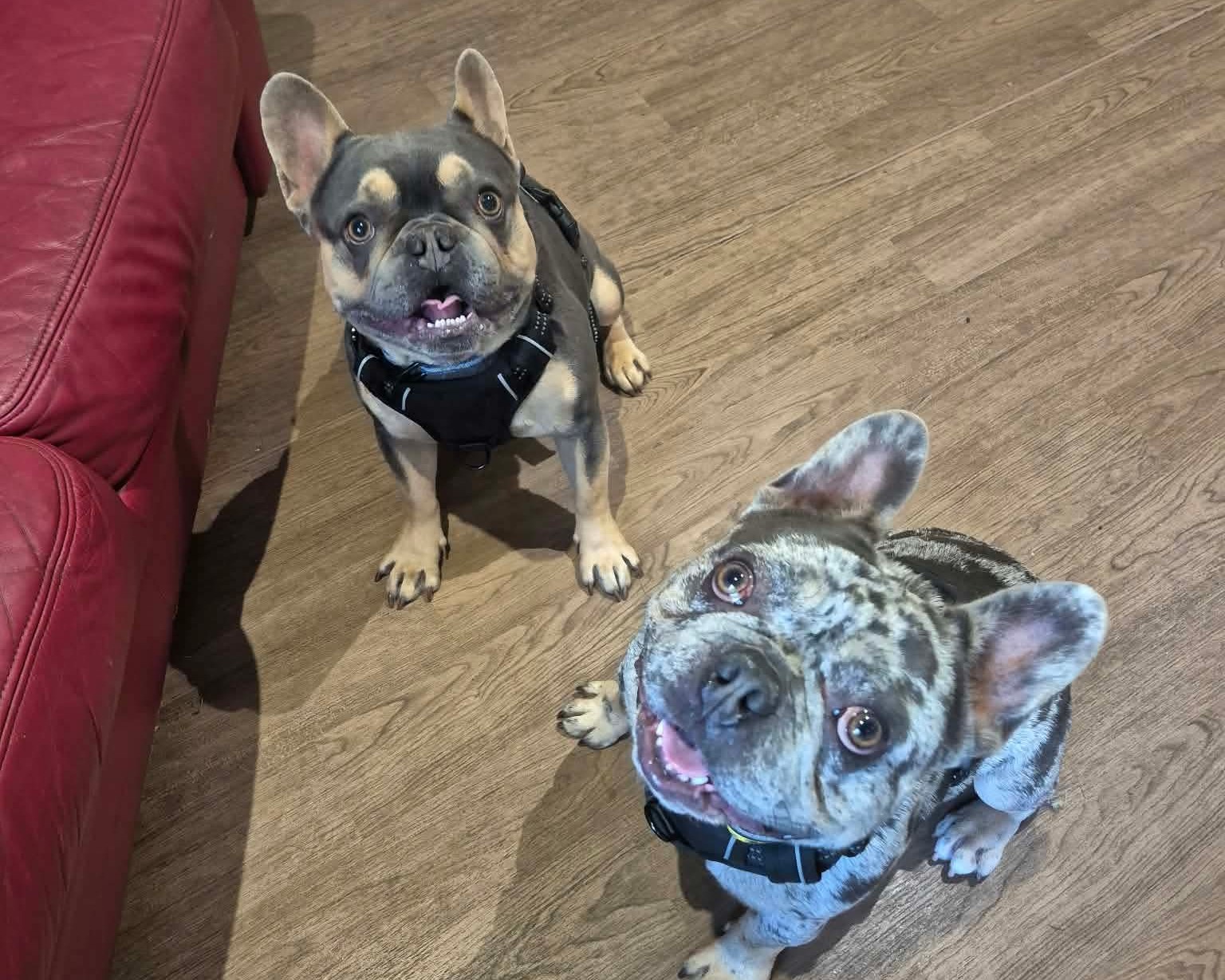 Spook and Spike, a 3 years old male French Bulldog available for adoption from Cheltenham Animal Shelter in Gloucestershire